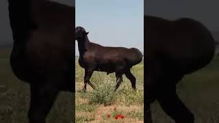 Таза кандуу гисар кочкор сатылат 0773955195