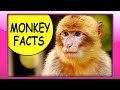 MONKEY FACTS for Kids – Fun Educational Video about Monkeys for Preschoolers, Toddlers