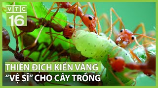 Thiên địch kiến vàng – “Vệ sĩ” cho cây trồng | VTC16