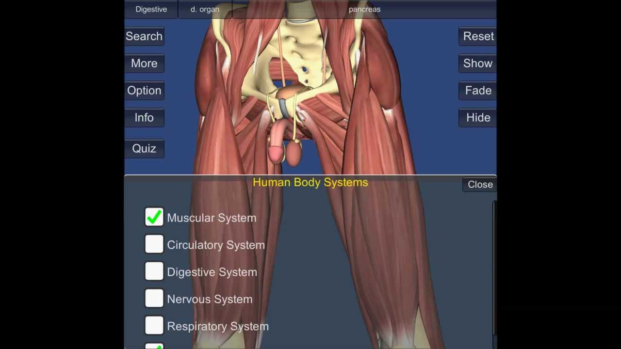 3d Human Anatomy Demo Youtube