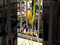 #dragonfruit #flower #blooming #s2 Wow! Big flower ready to bloom tonight😊