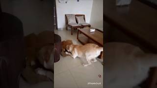 Funny Morning with Maggi and Nanno | #funny #dog #lol #dogs #cat #shorts