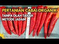 Inovasi Pertanian Organik: Metode JADAM untuk Pertanian Cabai Tanpa Olah Tanah