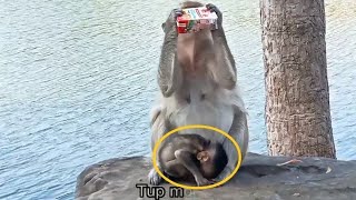 Sweet Surprises: Little Cute Monkey Shows Mom Some Extra Love | Tup Monkey