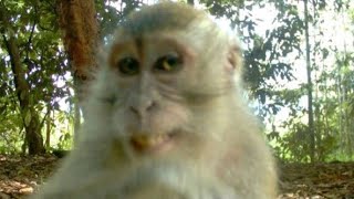 Monkey core 🐒