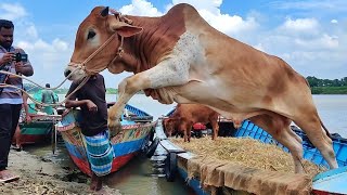 cow unloading, cow videos, cow video, big cow, goru hamba cow, Ep - 16