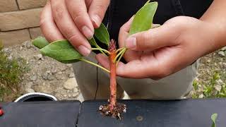 Proteas from Cuttings! How to get successful results! Roots almost every time!