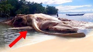 10 Most MYSTERIOUS Discoveries Made On The Beach!