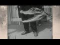 Vintage KSDK: Amazing animal moments