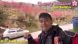 Bye Gangtok 👋🏻 I Nearly got hit 😡 Cherry blossom yoh time ma 😱