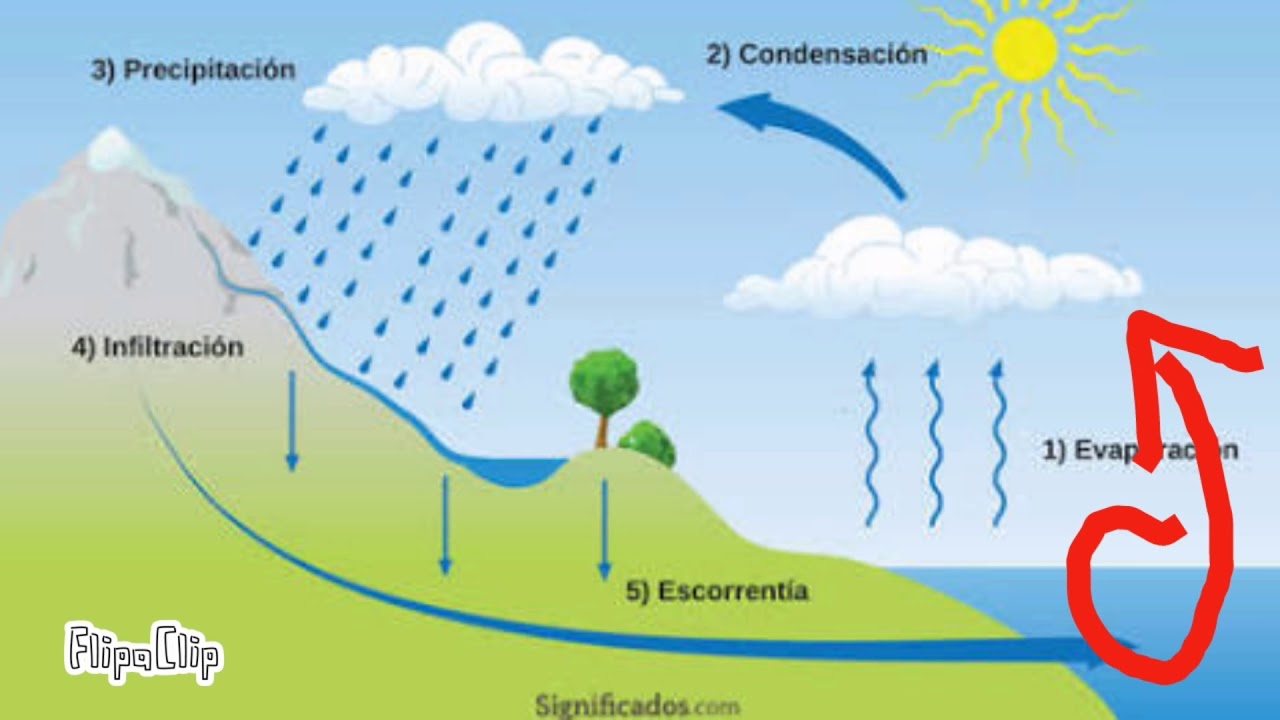 Ciclo Del Agus