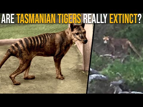 How many Tasmanian tigers are left?