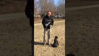 The Journey- Training a Retriever Puppy Week 1