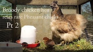 Broody chicken hen rears rare Pheasant chicks Pt 2