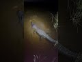 ALIGATOR 9 KAKI MAKAN CHICLID MAYAN #fishing #canalfish #canal #gators