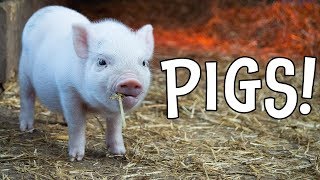 Pigs! Pig Facts and Learning About Pigs for Kids