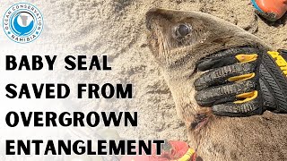 Baby Seal Saved From Overgrown Entanglement