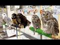 Japan's Special Owl Cafe! | Owl park Tokyo🦉