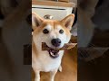 shiba vs vacuum