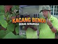 Kacang Bendi Bagus untuk sendi tulang? | Hanani Agro Farm