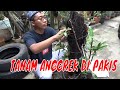 Menanam Anggrek di Pohon Pakis | Orchid Nursing Home