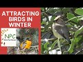 Attracting Birds to Your Yard in Winter