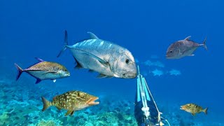 BERBURU IKAN BESAR TANGKAP DAN MASAK DI TENGAH LAUT