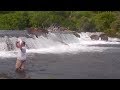 Man wades into river full of bears for selfie Man wades into river full of bears for selfie
