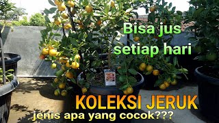 Mantap!! Jeruk dalam pot berbuah LEBAT!