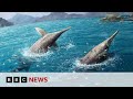 Largest ever sea creature discovered by scientists | BBC News