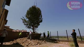 Moon Valley Nurseries Videos Moon Valley Nurseries Two Cra