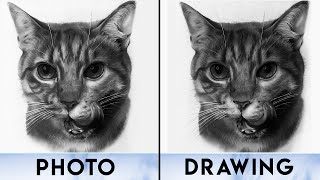 Watch How You Can Easily Draw a Realistic CAT Portrait - Drawing Cat |Fur Drawing Technique|