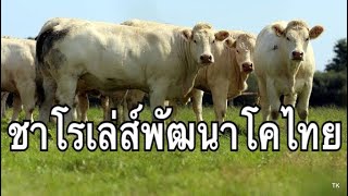 EP12-โคสายพันธุ์ชาโรเล่ส์ โคเนื้อพัฒนาโคสายพันธุ์ไทย