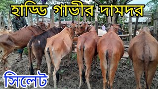 ০২/০৭/২৪ মোটাতাজা করার জন্য হাড্ডি গাভী গরুর দামদর জানুন