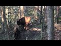 Red Dog Barn - bison crossing