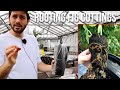 Growing Figs from Cuttings: How to Master the Art of Rooting Fig Cuttings