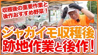 家庭菜園や農園のジャガイモ栽培で収穫後に重要な跡地作業！6月の後作おすすめ野菜品種も徹底解説！【農園ライフ】