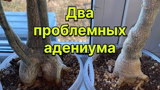 Адениумы. Обзор и планы. В чем их проблемы? Сортовые адениумы? Паутинный клещ. 5 ноября 2024 г.