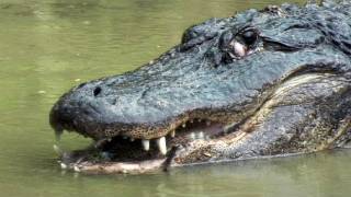 Python vs Alligator 02 -- Real Fight -- Python attacks Alligator