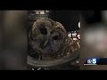 Police officers and woman help Injured owl