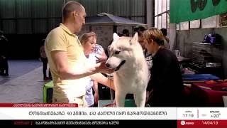 თბილისში ძაღლების საერთაშორისო გამოფენა გაიმართა