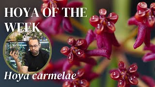 Hoya carmelae finally bloomed so I cancelled our breakup | Hoya of the Week