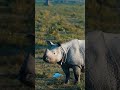 Kaziranga national park | One horn Rhino| Assam| mini vlogs #2 | #shorts