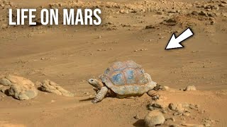 Rover Released New Mars 4k Video || Perseverance Rover Latest 4k Video || Life on Mars: Mars In 4k