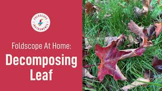 Foldscope at Home: Decomposing Leaf