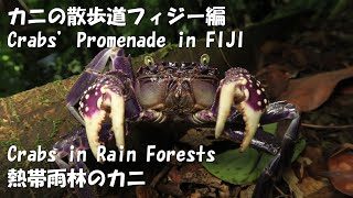 #18 ”Crabs in Rain Forest 熱帯雨林のカニ”　[Crabs' Promenade Fiji Part カニの散歩道フィジー編]