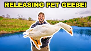 RELEASING My Backyard Farm PET GEESE into My Backyard POND!!! (Bad Idea?)