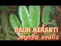 CIRI  CIRI DAUN MERANTI Shorea ovalis