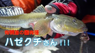 【海釣り】【ぶっ込み釣り】やっと念願の魚を釣る事が出来ました！