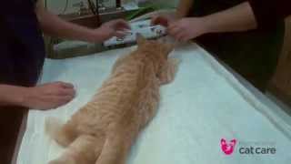 Trap neuter return (TNR) – 8. Special veterinary considerations for TNR